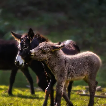 Le Radici * Сан-Феделе-Интельви