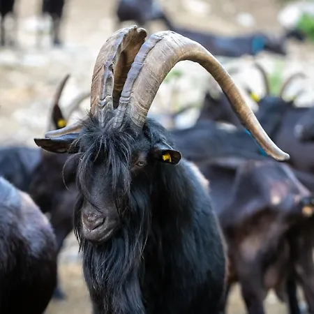 Le Radici Bauernhof *