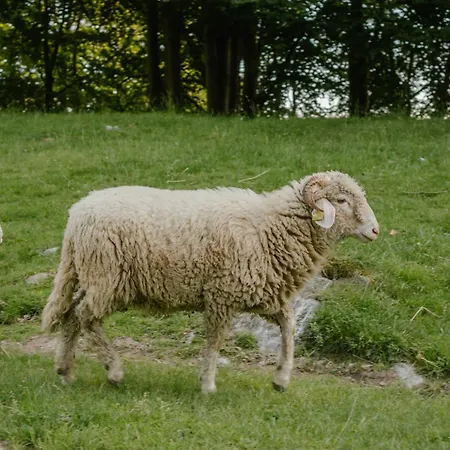 Le Radici Farm stay