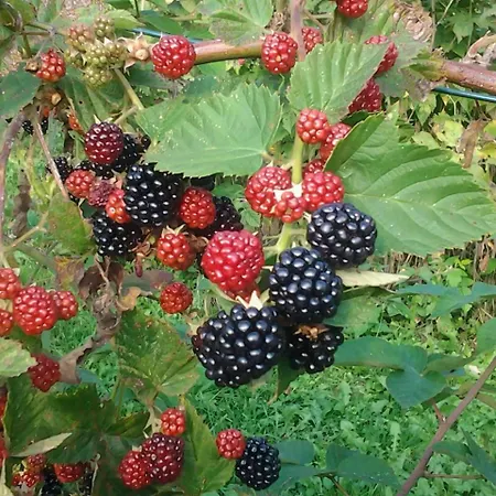 Фермерский дом Le Radici *