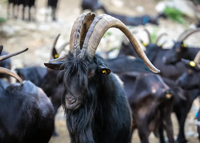 Le Radici Séjour à la ferme *