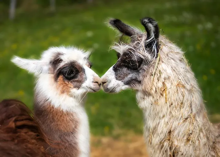 Le Radici Séjour à la ferme San Fedele Intelvi