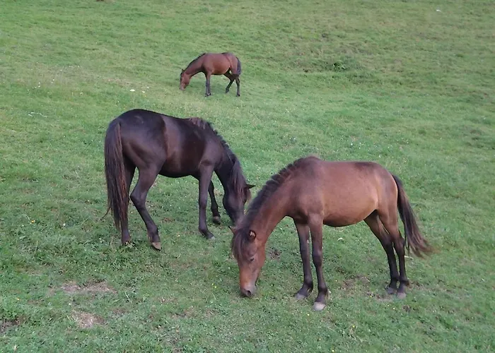 Κατάλυμα σε φάρμα Le Radici San Fedele Intelvi