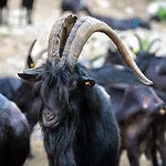 أغريتوريسمو لو راديتشي مزرعة للإقامة *