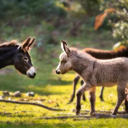 Le Radici San Fedele Intelvi