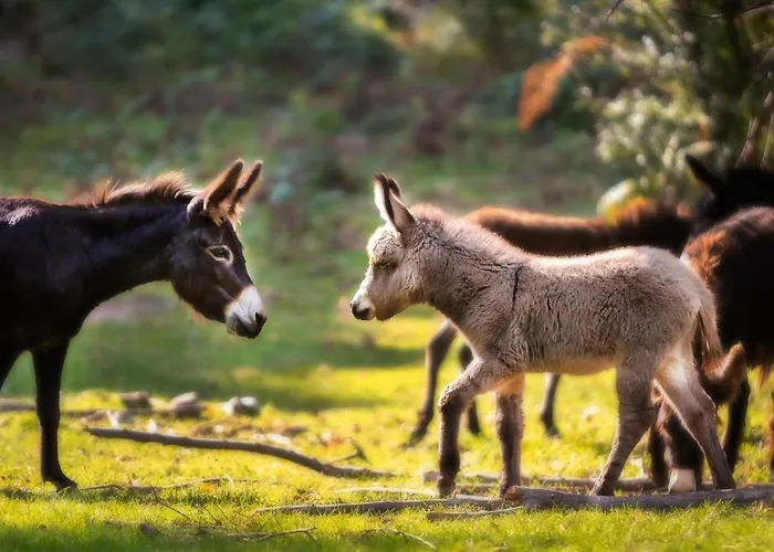 Le Radici San Fedele Intelvi