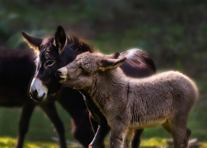 Le Radici * San Fedele Intelvi