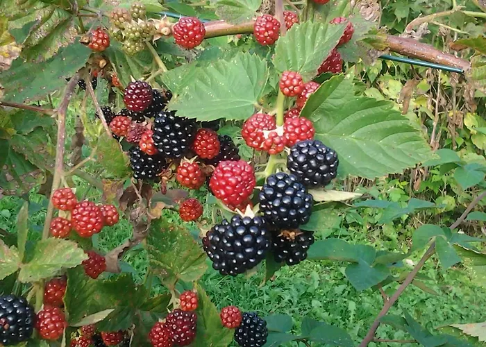 Κατάλυμα σε φάρμα Le Radici *